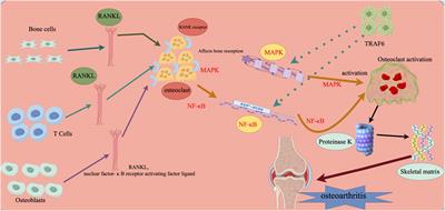 Microenvironmental interference with intra-articular stem cell regeneration influences the onset and progression of arthritis